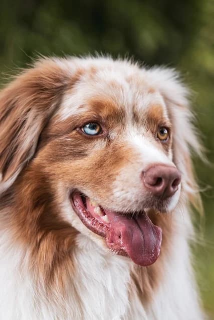 PawBuddy Pet Event event photo