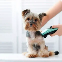 cropped-1667551258pet-grooming-services-scaled-1.webp