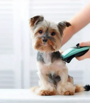 Pet Grooming