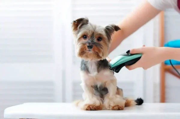 Pet Grooming